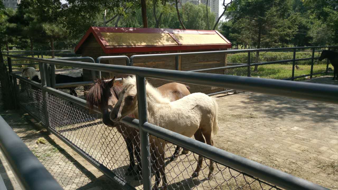 沈阳长白岛森林公园有海吗,游沈阳的长白岛森林公园400字作文