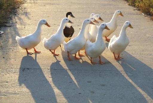 中国农民养500只猪,中国农民养了7万只鸡