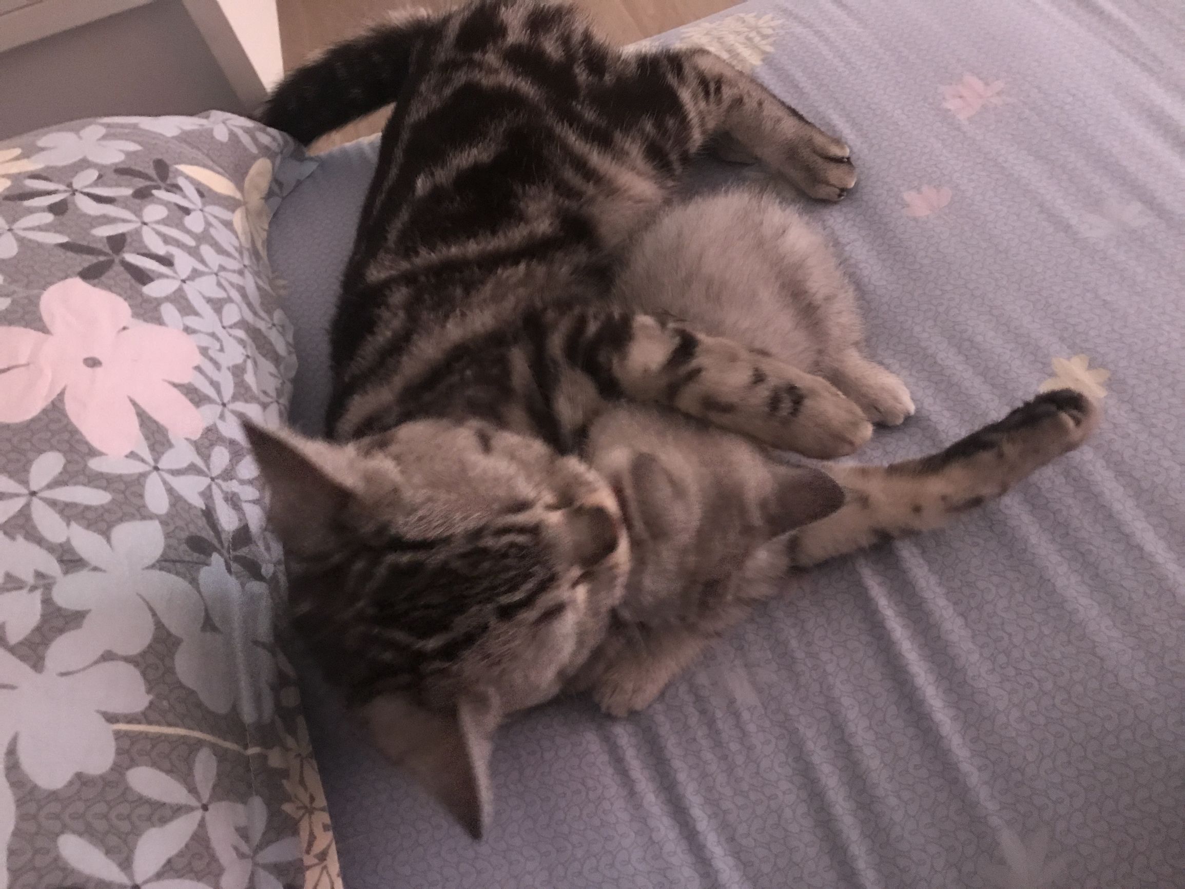 铲屎官你们都怎么养喵?你以为最好养几只喵?