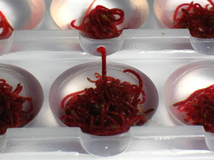 钓鱼用的红虫有危害吗？用这个方法处理准放心