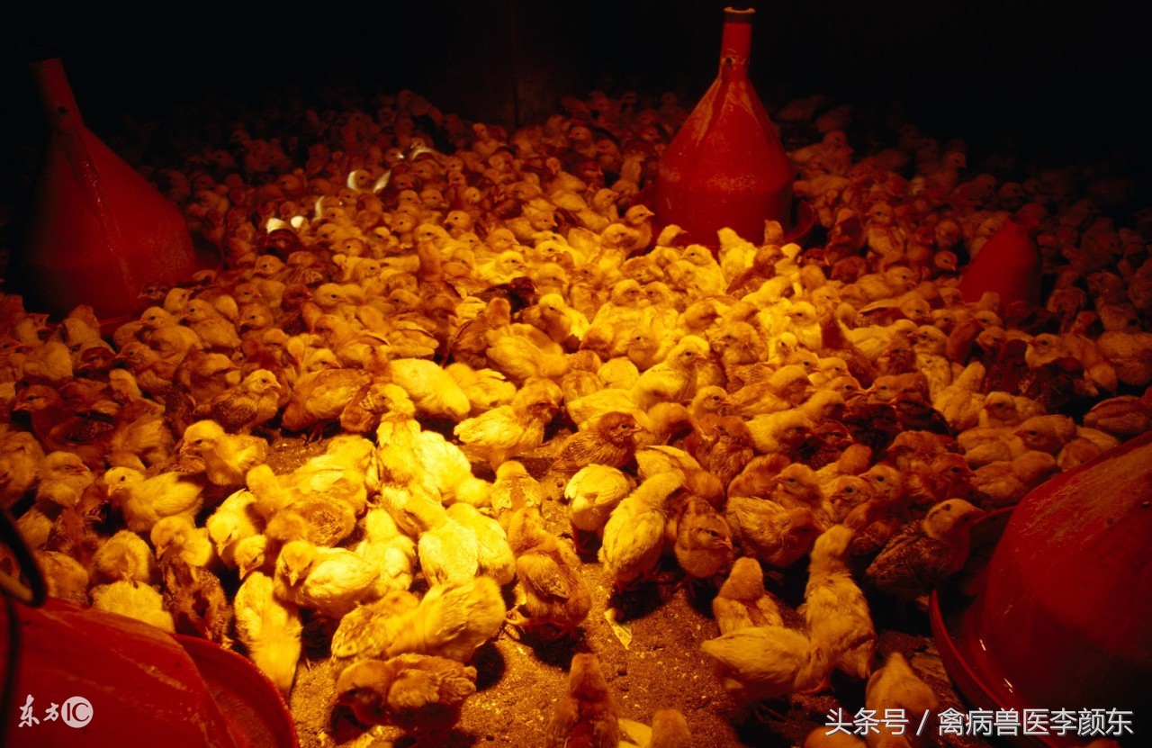 养鸡不怕水的小窍门,养鸡霉菌毒素对鸡的危害