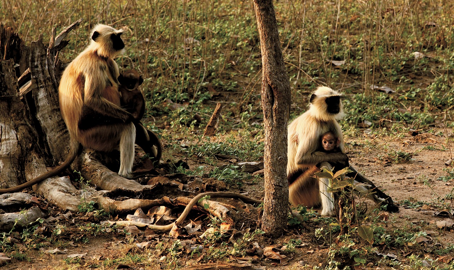 150年后，再次追寻「森林王子」的足迹