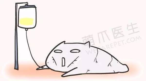 全篇干货！宠物腹泻的原因和对策