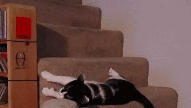 猫几米高摔不死,猫从高处摔下来为什么摔不死