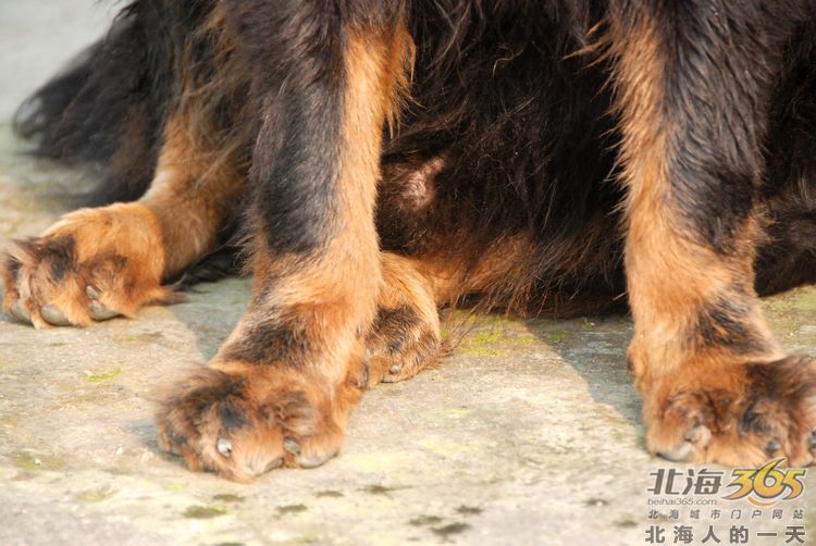 陈荣华北海,北海人的一天