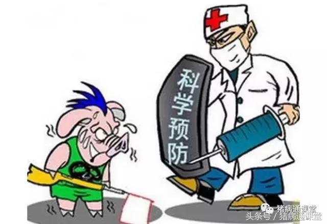 猪瘟怎么治最快最好,养猪如何应对猪瘟