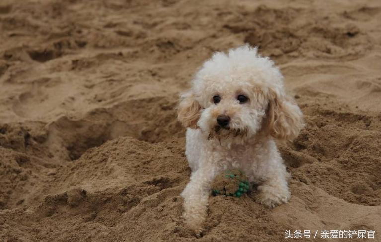 狗狗过分活泼怎么训练,狗狗太活泼咬人怎么办