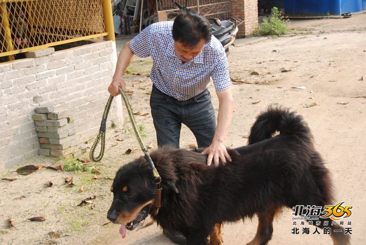 陈荣华北海,北海人的一天
