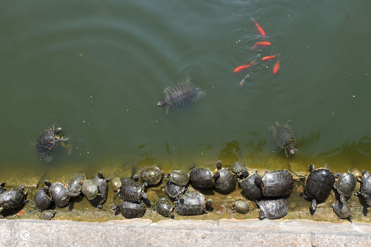 金瑞老师：杀生的定义和范围是什么？