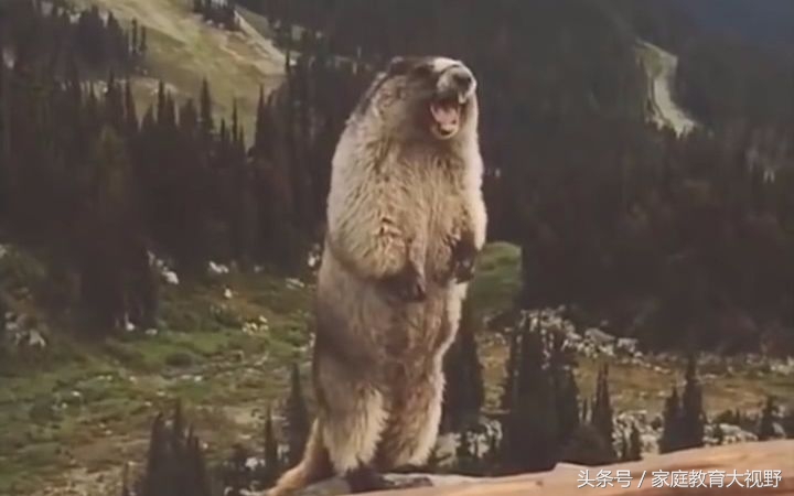 孩子情绪表达夸张,孩子的情绪如何描述