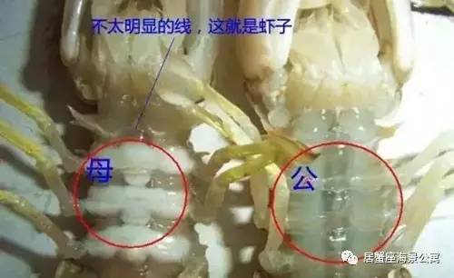 攻略|老渔民亲传“扒虾秘籍”,皮皮虾我们走!