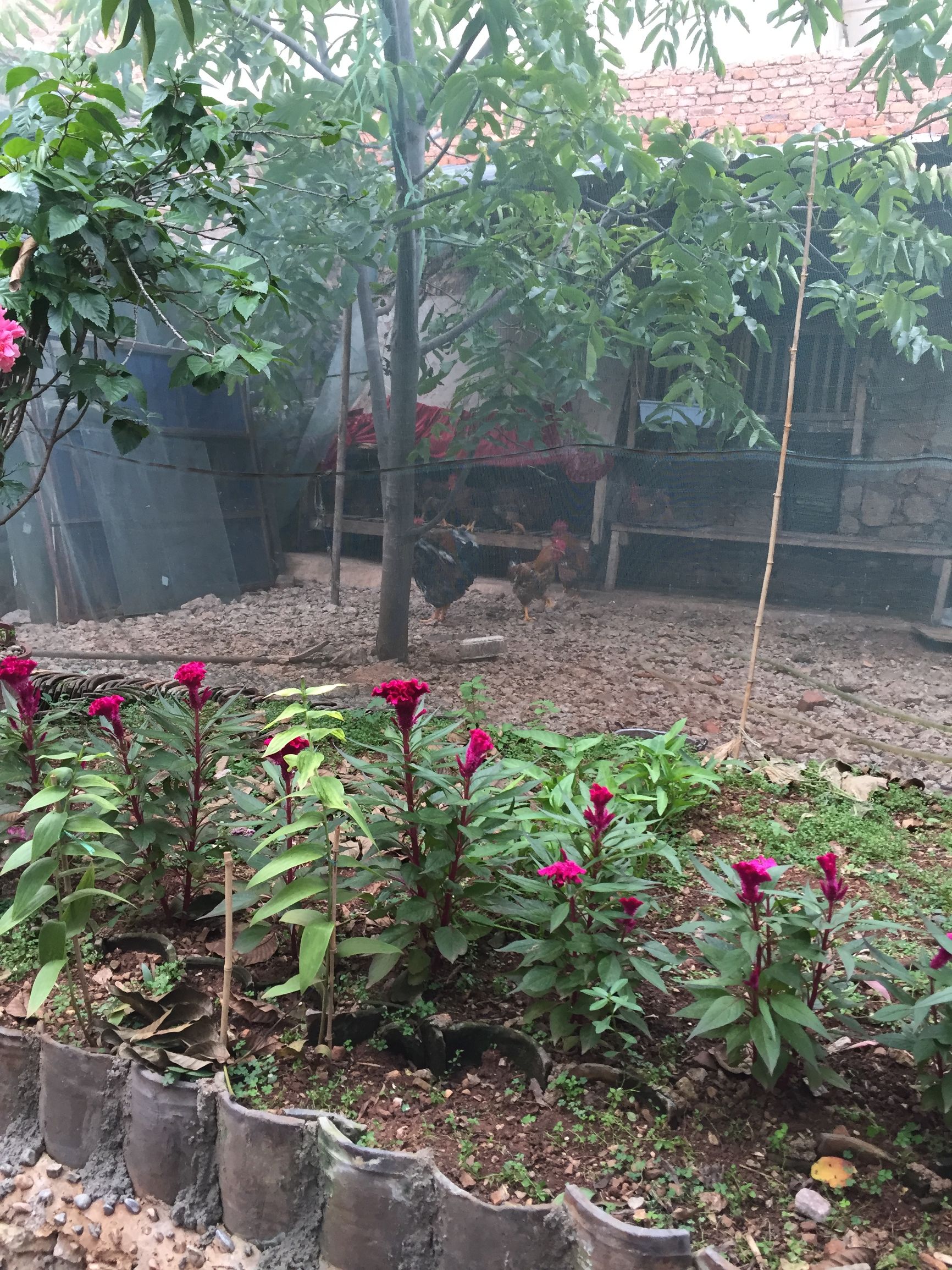 这个国庆长假，难忘大理洱海小岛上那个农家小倌的炖鸡汤