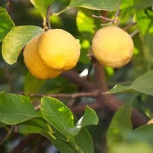 nivea面霜小蓝罐用法,nivea蓝罐是面霜还是身体乳