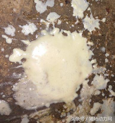 养猪补料最佳时间,养猪换料技巧