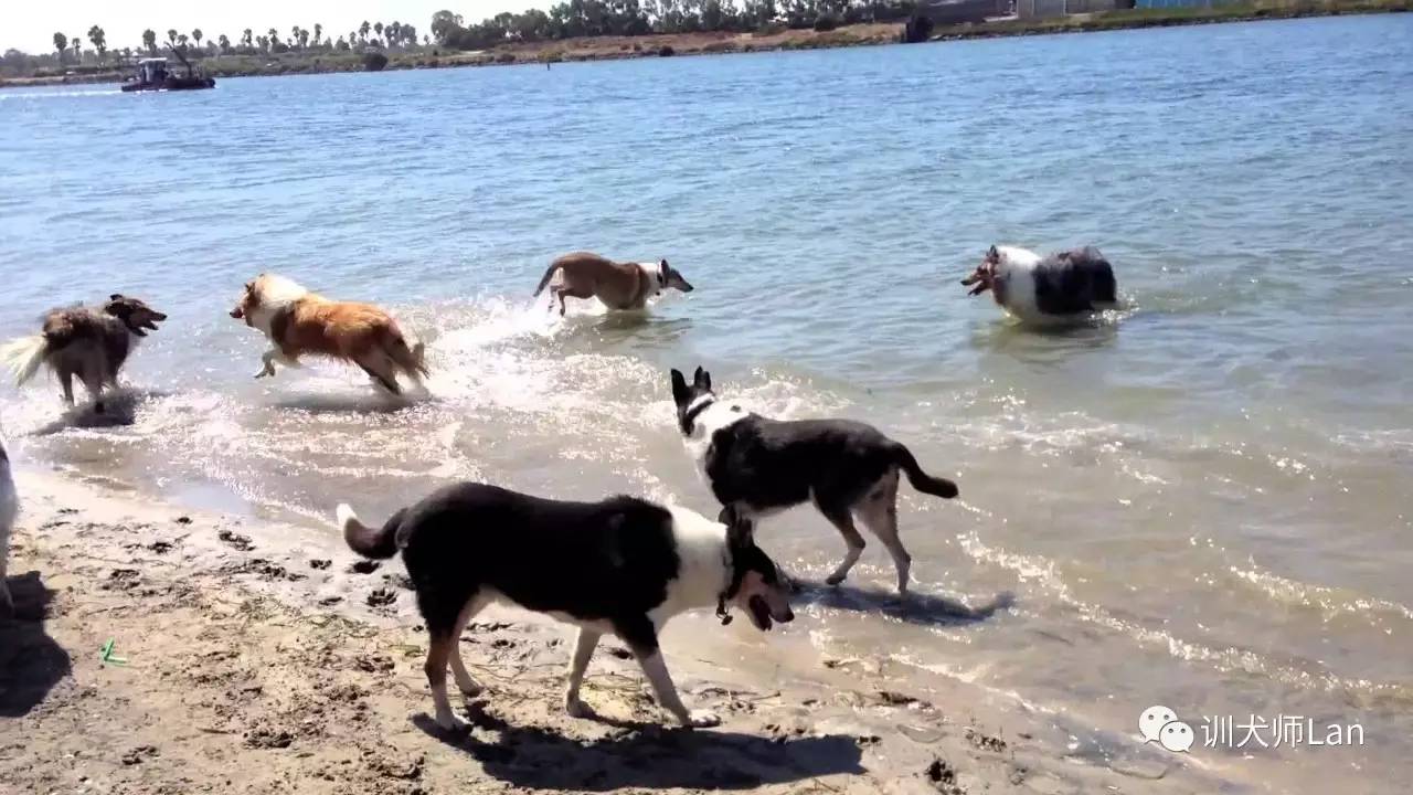 不打不骂不教育的方法,不打不骂治狗第一招