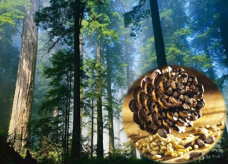 长白山松子是干果吗,长白山野生极品松子