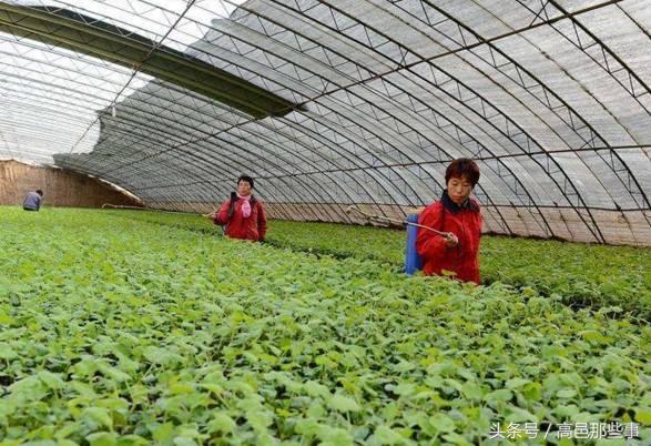 高邑今天的事,高邑那些事