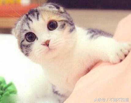 猫咪绝育后还会发情?是误解还是真理