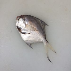 香煎小平鱼的做法大全窍门,干煎小平鱼怎样做