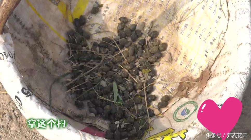 红豆的毒性有多大,红豆毒性是什么