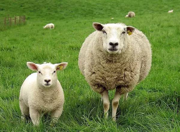 nivea面霜小蓝罐用法,nivea蓝罐是面霜还是身体乳