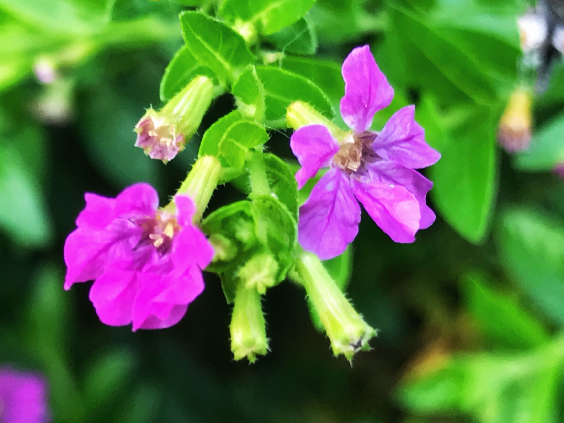 细叶雪茄花介绍,细叶雪茄花的花种
