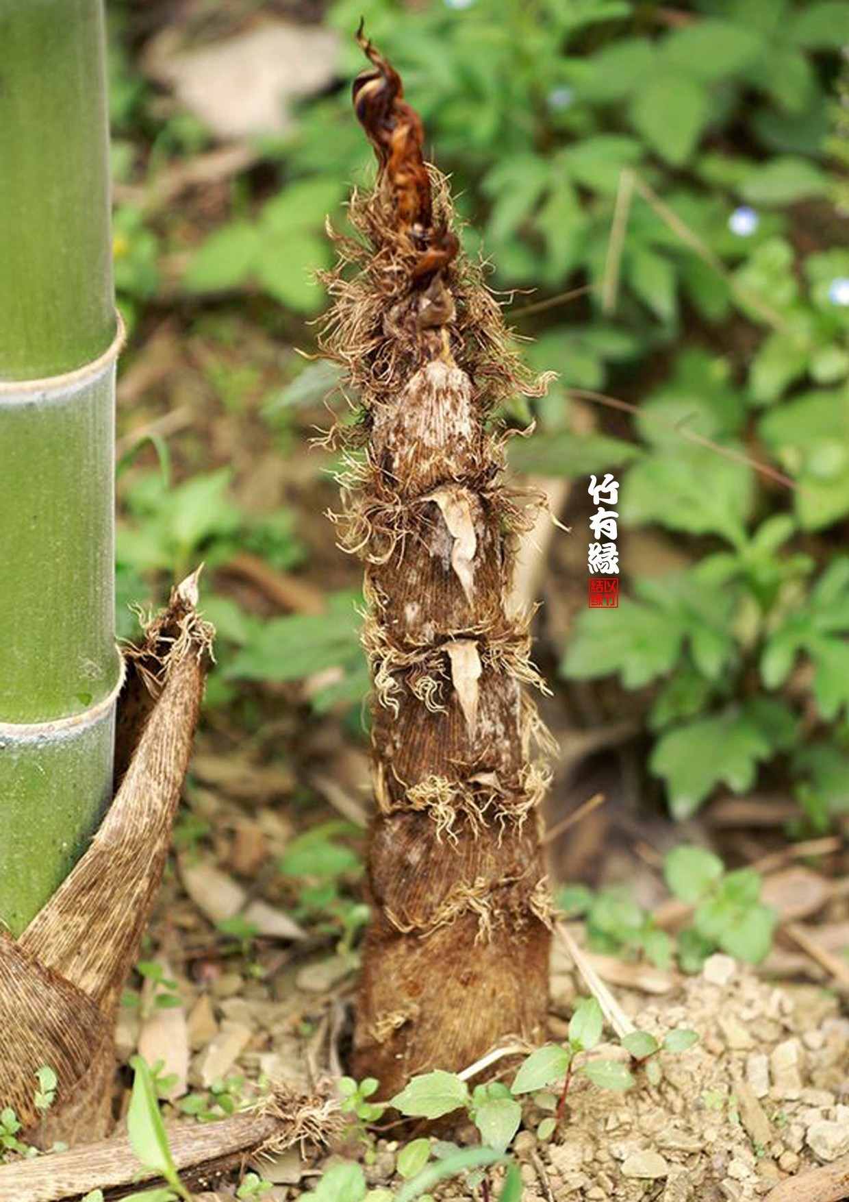 竹病害最佳防治方法,竹子养护小知识