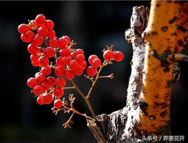 红豆的毒性有多大,红豆毒性是什么