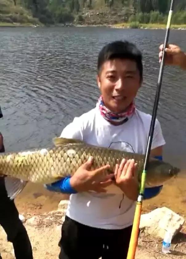 龙纹鲤钓草鱼,龙纹鲤4代钓草鱼