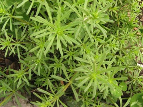 潮汕青草药书大全,潮汕青草药使用大全