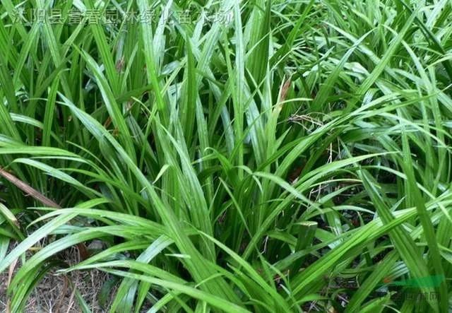 潮汕青草药书大全,潮汕青草药使用大全