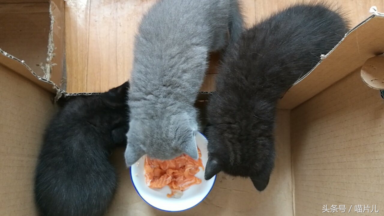 猫咪坐月子,猫咪坐月子要多长时间