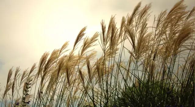 蒹葭苍苍白露为霜天冷莫忘添衣,蒹葭苍苍白露为霜何日归故乡