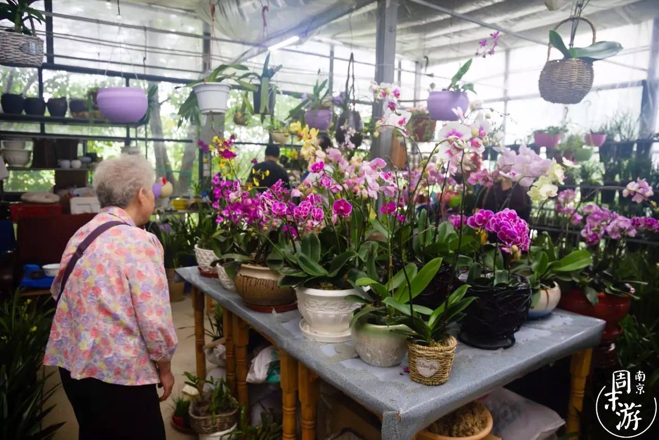 南京市最大的花鸟鱼虫市场在哪里,逛花鸟鱼虫市场的视频