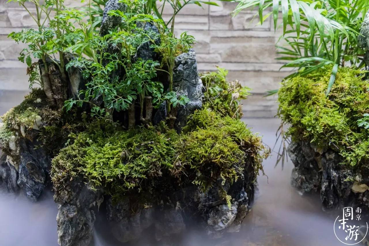 逛花鸟鱼虫市场的视频,逛各种花鸟市场