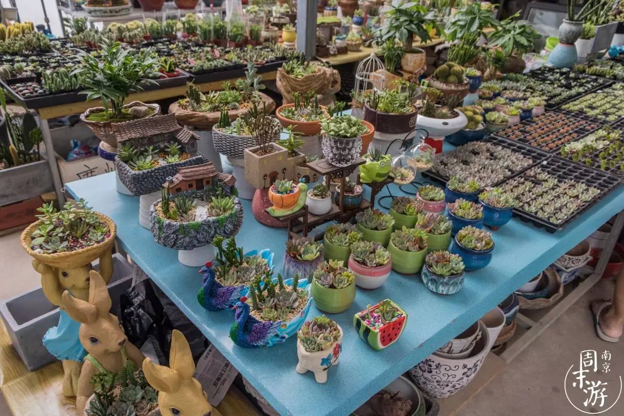 南京有几个花鸟鱼虫市场,南京湿地公园花鸟鱼虫市场在哪里