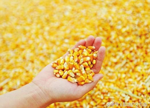 秋季钓鱼技巧选钓位和时间,钓鱼找鱼窝技巧秋季教学