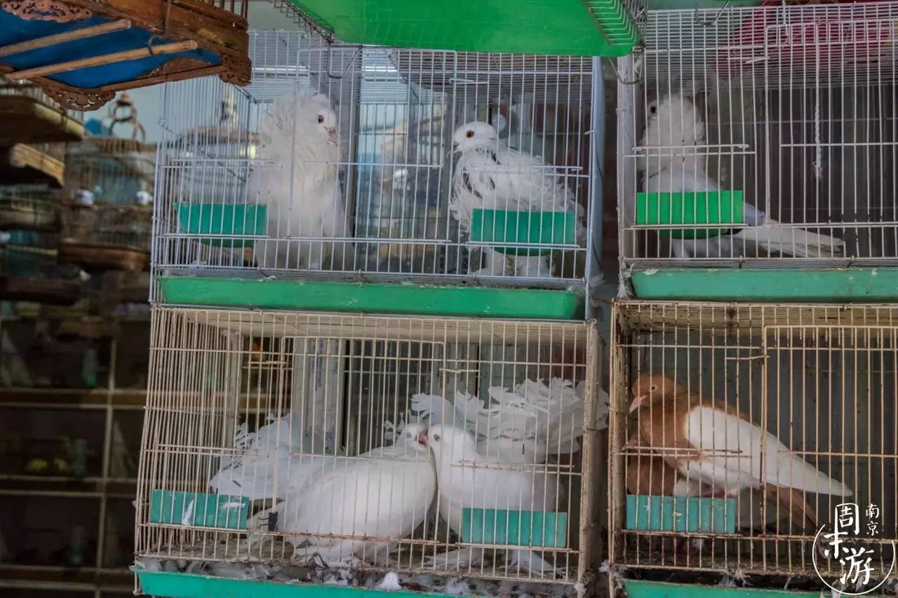 逛各种花鸟市场,南京花鸟鱼虫市场失火