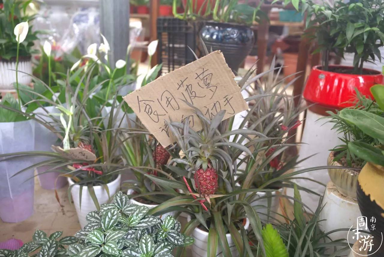 逛遍整个南京城,南京的花鸟市场在什么地方