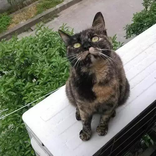 猫咪难产横位表现,猫咪难产的几率有多大