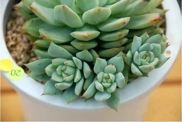 韩国多肉好卖吗,韩国奶酪多肉与国内区别