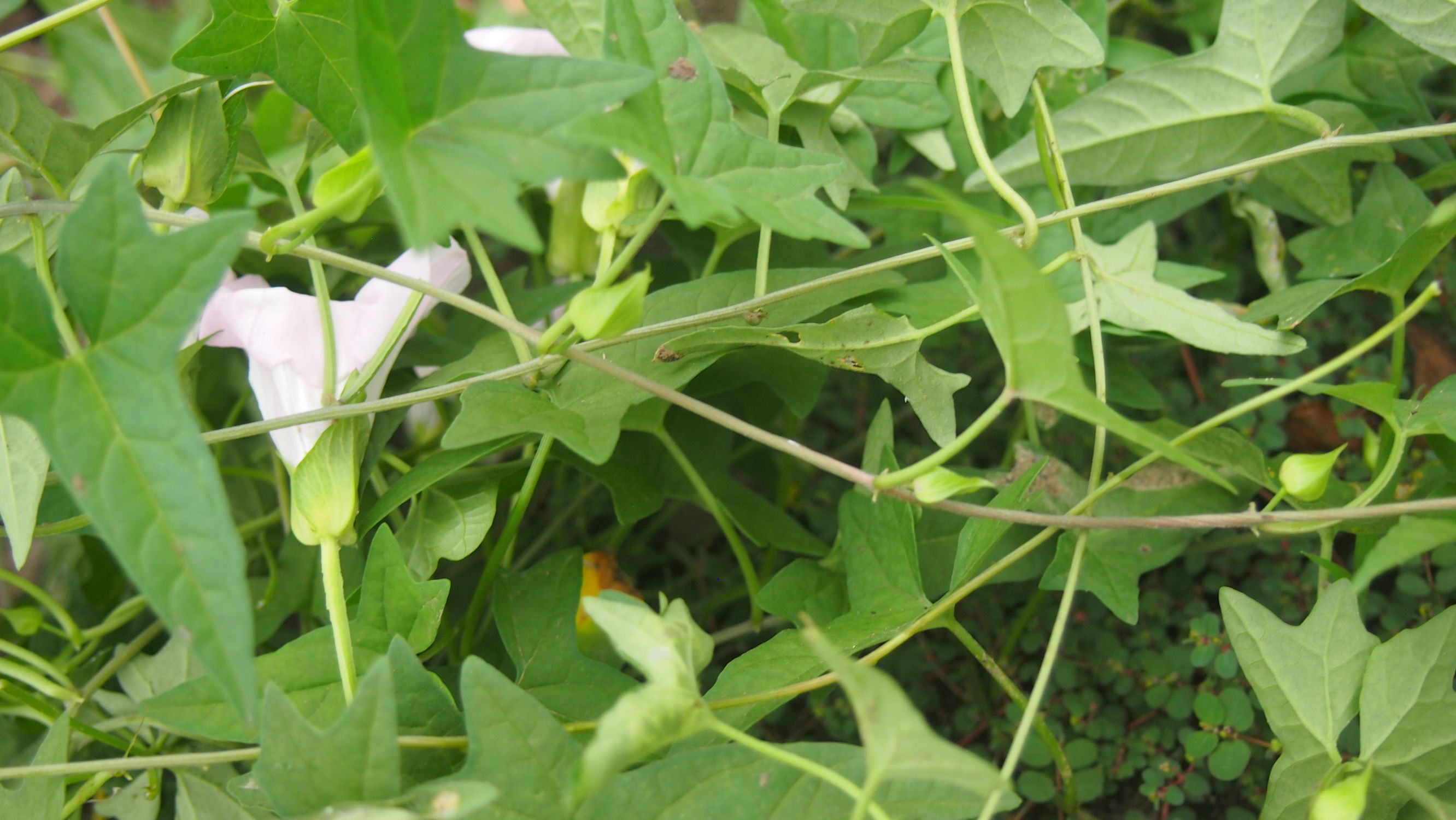 旋花：篱天剑斩妖除魔，大喇叭高奏凯歌