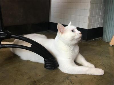 奶茶店搭讪撩妹技能,老司机撩妹技能