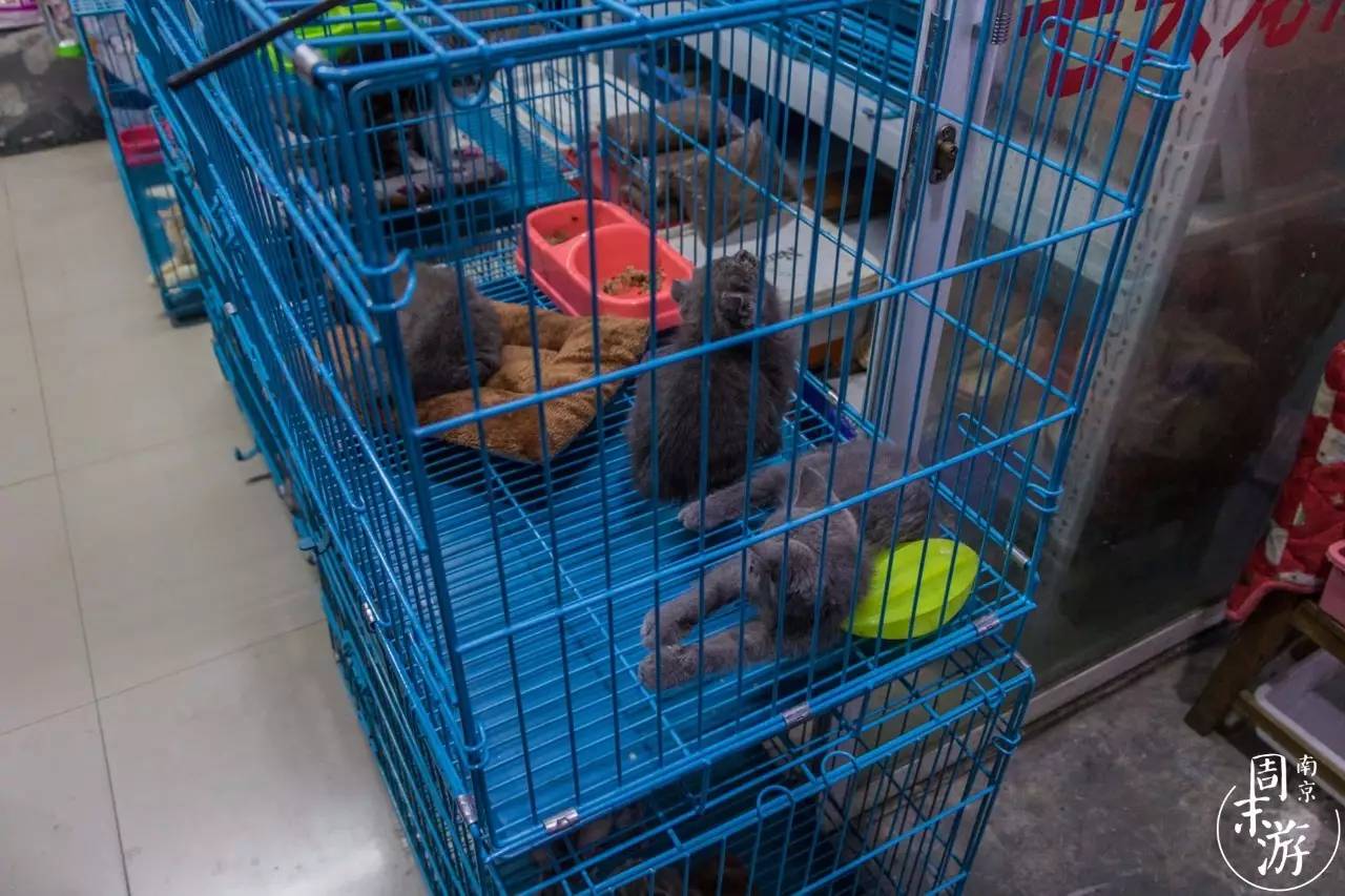南京夫子庙花鸟鱼虫市场,南京花鸟鱼虫市场