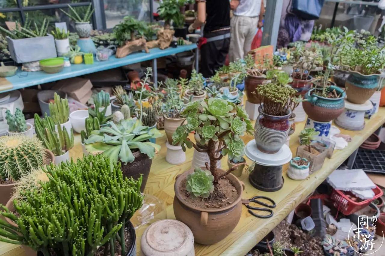 逛花鸟鱼虫市场的视频,南京花鸟鱼虫市场