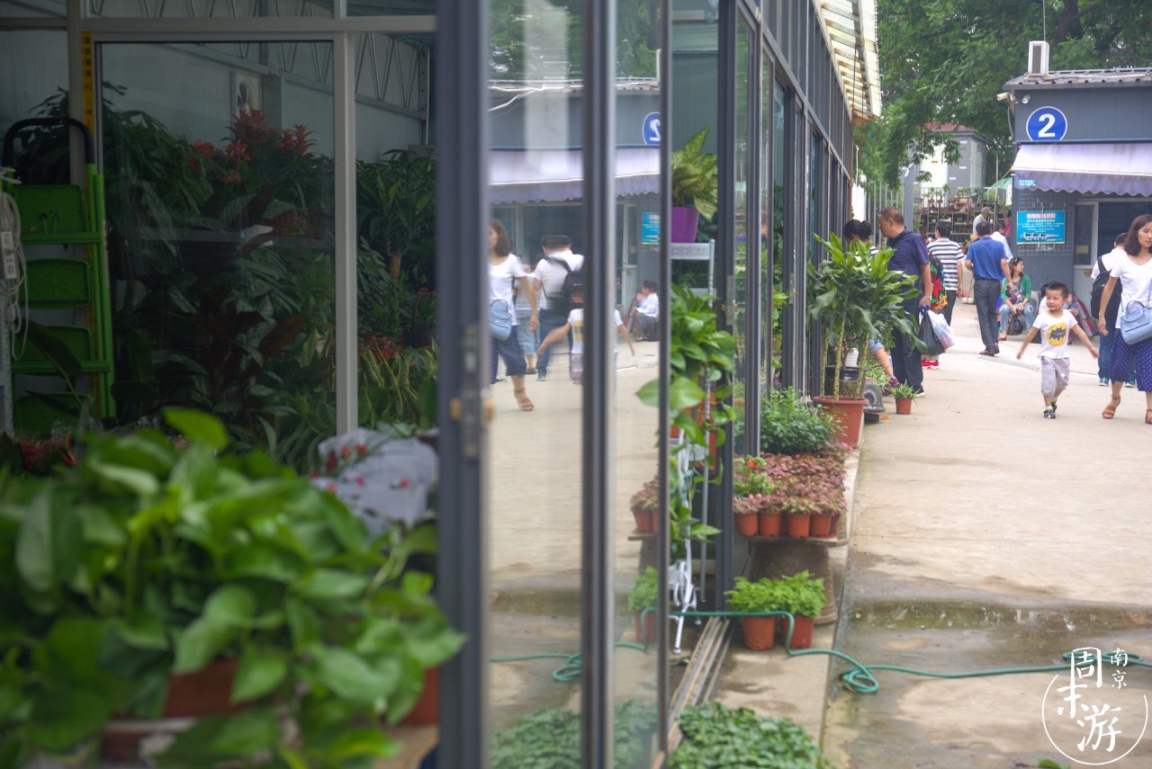 南京的花鸟市场在什么地方,南京夫子庙花鸟鱼虫市场