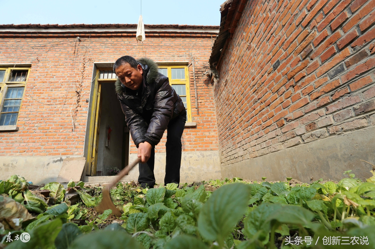 三农种植业的发展前景,未来三农该如何发展