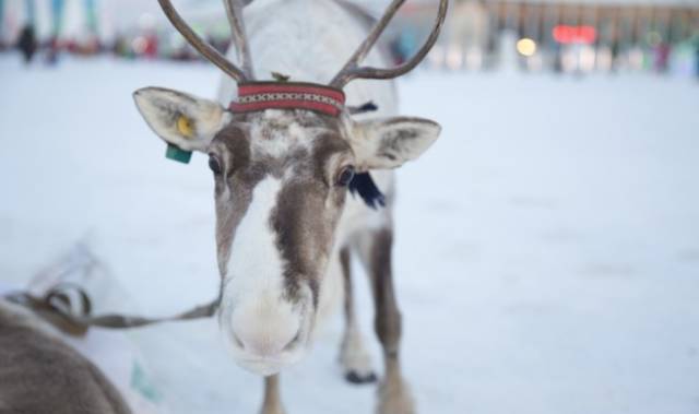 初冬掠影,哈尔滨的冬日魅力