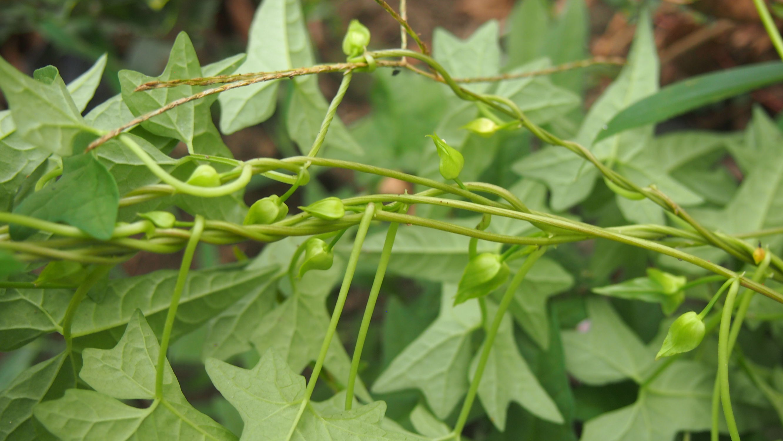 旋花：篱天剑斩妖除魔，大喇叭高奏凯歌