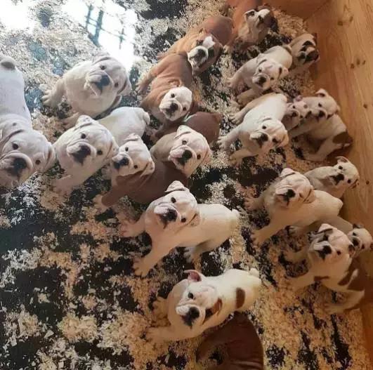 致狗狗的最后一封信,致养狗主人的一封信